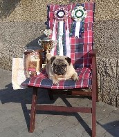 Gerry Pug Otakon